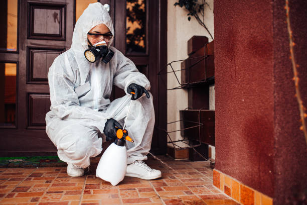 Attic and Crawl Space Rodent Treatment in Grasonville