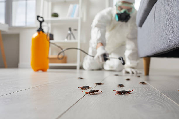 Commercial Rodent Management in Grasonville